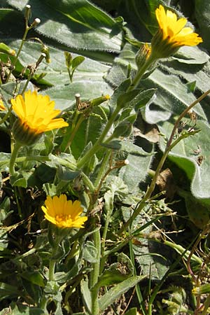 Calendula arvensis \ Acker-Ringelblume / Field Marigold, Mallorca/Majorca Llucmajor 8.4.2012