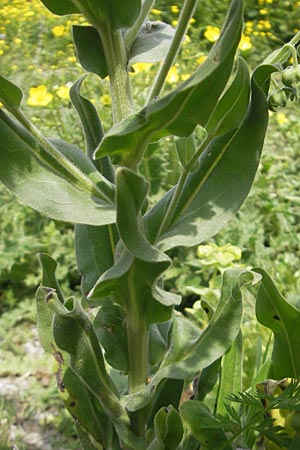 Cynoglossum creticum / Cretan Hound's-Tongue, Majorca S'Albufera 30.4.2011