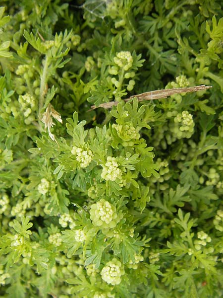 Lepidium didymum \ Zweiknotiger Krhenfu / Lesser Swine Cress, Mallorca/Majorca S'Albufera 30.4.2011