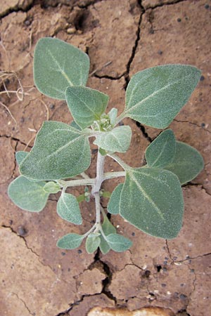 Chenopodium vulvaria \ Stinkender Gnsefu / Stinking Goosefoot, Notchweed, Mallorca/Majorca Campanet 10.4.2012