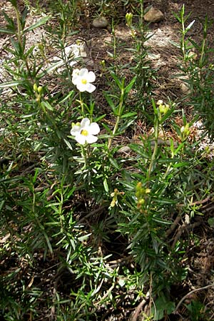 Cistus clusii subsp. multiflorus \ Clusius-Zistrose / Clusius' Rock-Rose, Mallorca/Majorca Soller Botan. Gar. 23.4.2011