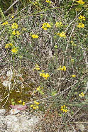 Coronilla juncea \ Binsen-Kronwicke / Narrow-Leaved Scorpion Vetch, Rush-Like Scorpion Vetch, Mallorca/Majorca Andratx 22.4.2011