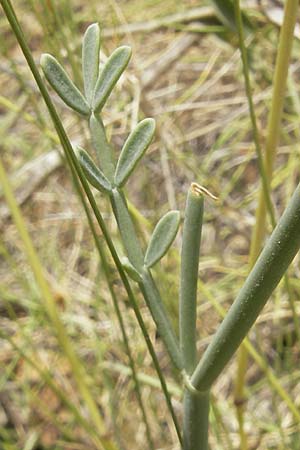 Coronilla juncea \ Binsen-Kronwicke / Narrow-Leaved Scorpion Vetch, Rush-Like Scorpion Vetch, Mallorca/Majorca Sant Elm 29.4.2011