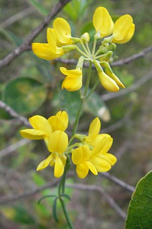 Coronilla juncea \ Binsen-Kronwicke, Mallorca Port de Andratx 5.4.2012