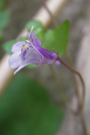 Cymbalaria muralis \ Gemeines Zimbelkraut, Mauer-Zimbelkraut / Ivy-Leaved Toadflax, Kenilworth Toadflax, Mallorca/Majorca Soller 23.4.2011