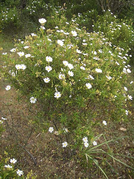 Cistus monspeliensis \ Montpellier-Zistrose / Montpellier Cistus, Mallorca/Majorca Ca'n Picafort 30.4.2011