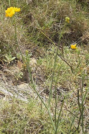 Coronilla juncea \ Binsen-Kronwicke / Narrow-Leaved Scorpion Vetch, Rush-Like Scorpion Vetch, Mallorca/Majorca Sant Elm 29.4.2011