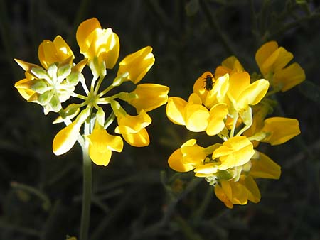 Coronilla juncea \ Binsen-Kronwicke / Narrow-Leaved Scorpion Vetch, Rush-Like Scorpion Vetch, Mallorca/Majorca Port de Andratx 9.4.2012