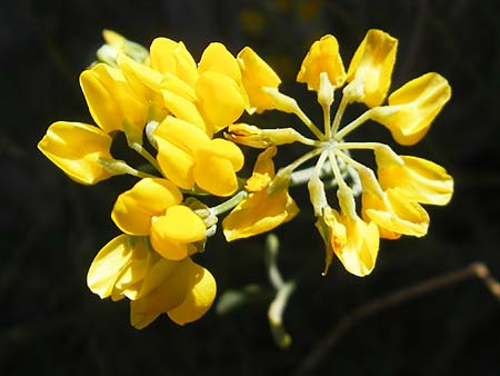 Coronilla juncea \ Binsen-Kronwicke / Narrow-Leaved Scorpion Vetch, Rush-Like Scorpion Vetch, Mallorca/Majorca Port de Andratx 9.4.2012