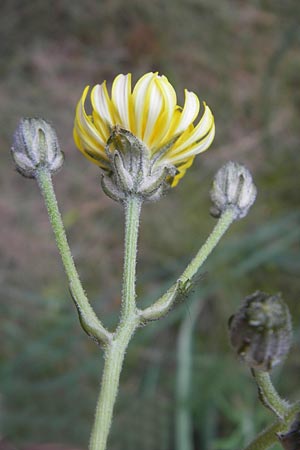 Crepis capillaris ? \ Kleinkpfiger Pippau, Kleinbltiger Pippau / Smooth Hawk's-Beard, Mallorca/Majorca Port de Andratx 3.4.2012