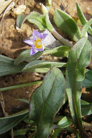 Convolvulus pentapetaloides \ Zweifarbige Winde, Mallorca Campanet 10.4.2012