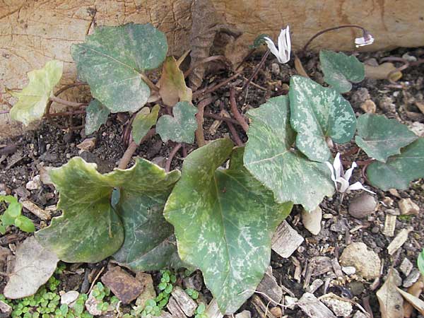 Cyclamen balearicum \ Balearen-Alpenveilchen / Balearic Cyclamen, Mallorca/Majorca Soller Botan. Gar. 23.4.2011