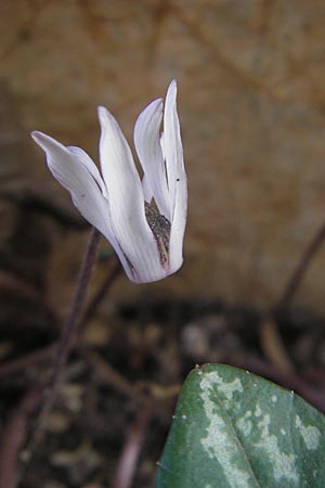 Cyclamen balearicum \ Balearen-Alpenveilchen / Balearic Cyclamen, Mallorca/Majorca Soller Botan. Gar. 23.4.2011