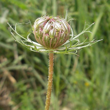 Daucus carota subsp. maximus \ Riesen-Mhre / Bird's Nest, Mallorca/Majorca S'Albufera 30.4.2011