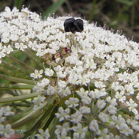 Daucus carota subsp. maximus \ Riesen-Mhre, Mallorca S'Albufera 30.4.2011