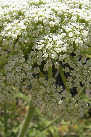 Daucus carota subsp. majoricus \ Mallorca-Mhre / Mallorca Carrot, Mallorca/Majorca Magaluf 1.5.2011