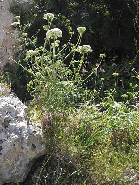 Daucus carota subsp. majoricus / Mallorca Carrot, Majorca Magaluf 1.5.2011