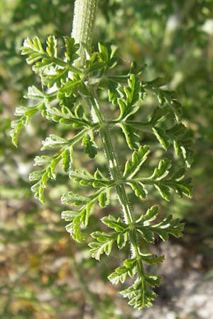 Daucus carota subsp. majoricus \ Mallorca-Mhre, Mallorca Magaluf 1.5.2011