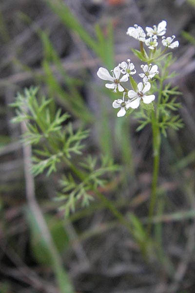 Scandix pecten-veneris \ Echter Venuskamm / Shepherd's Needle, Mallorca/Majorca Sant Elm 9.4.2012