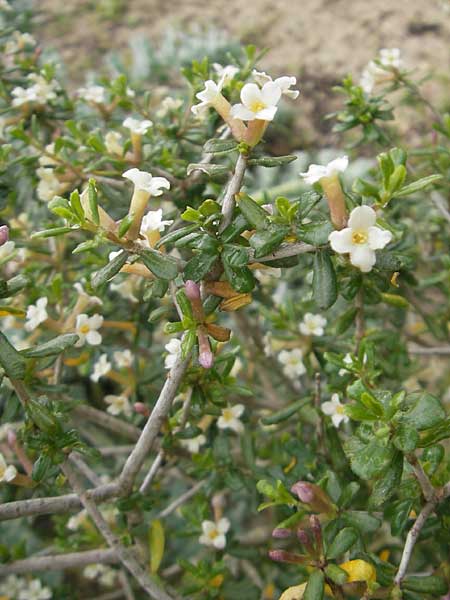 Daphne rodriguezii \ Rodriguez' Seidelbast / Rodriguez' Daphne, Mallorca/Majorca Soller Botan. Gar. 4.4.2012