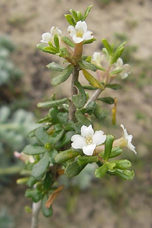 Daphne rodriguezii \ Rodriguez' Seidelbast, Mallorca Soller Botan. Gar. 4.4.2012