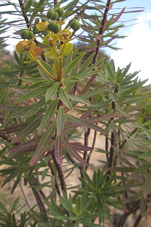 Euphorbia dendroides \ Baumartige Wolfsmilch / Tree Spurge, Mallorca/Majorca Banyalbufar 23.4.2011