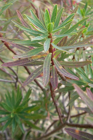 Euphorbia dendroides / Tree Spurge, Majorca Banyalbufar 23.4.2011