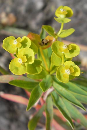 Euphorbia dendroides \ Baumartige Wolfsmilch / Tree Spurge, Mallorca/Majorca Lluc 24.4.2011