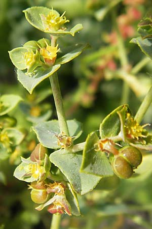 Euphorbia falcata \ Sichel-Wolfsmilch, Spitzblttrige Wolfsmilch / Sickle Spurge, Mallorca/Majorca Ca'n Picafort 30.4.2011