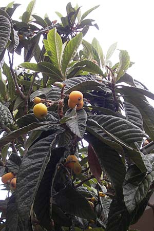 Rhaphiolepis bibas \ Japanische Wollmispel / Loquat, Mallorca/Majorca Porto Christo 25.4.2011