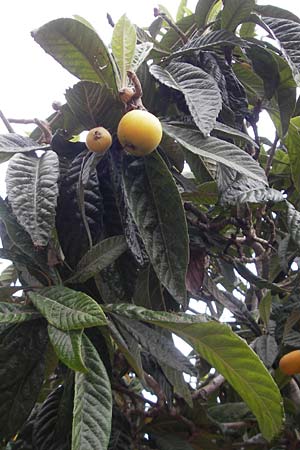 Rhaphiolepis bibas \ Japanische Wollmispel / Loquat, Mallorca/Majorca Porto Christo 25.4.2011