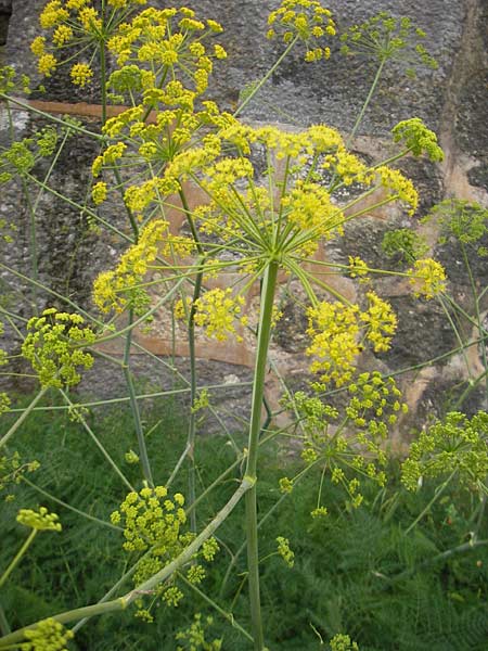 Thapsia asclepium \ Asklepios-Steckenkraut / Asclepios Fennel, Mallorca/Majorca Soller Botan. Gar. 23.4.2011