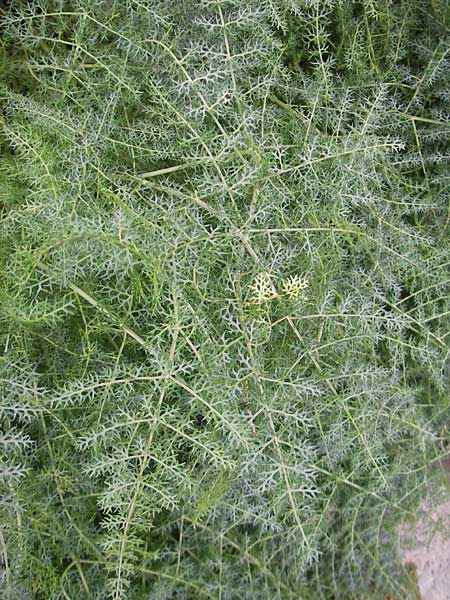 Thapsia asclepium \ Asklepios-Steckenkraut / Asclepios Fennel, Mallorca/Majorca Soller Botan. Gar. 23.4.2011