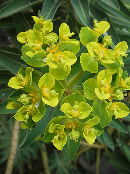 Euphorbia margalidiana \ Les-Margalides-Wolfsmilch / Les Margalides Spurge, Mallorca/Majorca Soller Botan. Gar. 4.4.2012
