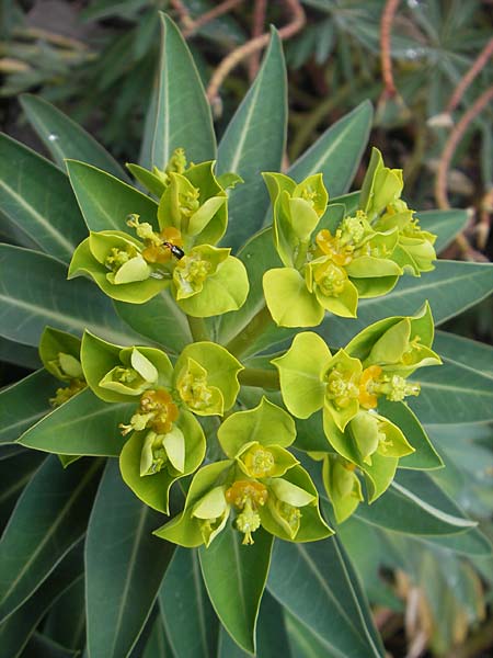 Euphorbia margalidiana \ Les-Margalides-Wolfsmilch / Les Margalides Spurge, Mallorca/Majorca Soller Botan. Gar. 4.4.2012