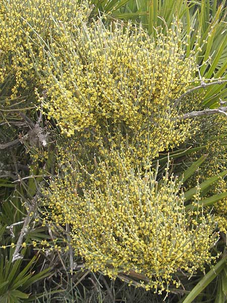 Ephedra fragilis / Joint Pine, Majorca Sant Elm 29.4.2011