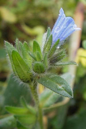 Echium parviflorum \ Kleinbltiger Natternkopf / Small Flowered Bugloss, Mallorca/Majorca Sa Raixa 6.4.2012