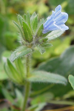 Echium parviflorum \ Kleinbltiger Natternkopf / Small Flowered Bugloss, Mallorca/Majorca Sa Raixa 6.4.2012