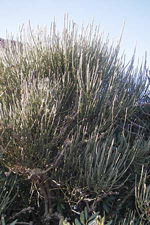 Ephedra fragilis / Joint Pine, Majorca Cala Pi 8.4.2012