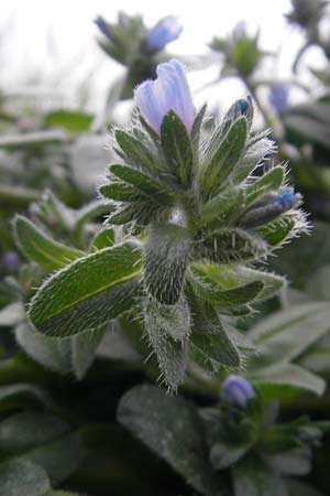 Echium parviflorum \ Kleinbltiger Natternkopf / Small Flowered Bugloss, Mallorca/Majorca Banyalbufar 12.4.2012