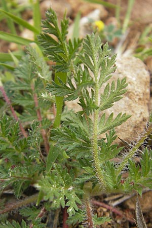 Erodium moschatum \ Moschus-Reiherschnabel, Mallorca Andratx 3.4.2012