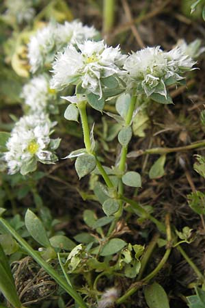 Paronychia argentea / Silver Nailwort, Majorca Ca'n Picafort 30.4.2011