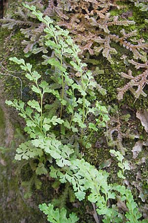 Anogramma leptophylla \ Dnnblttriger Nacktfarn / Jersey Fern, Mallorca/Majorca Torrent de Pareis 27.4.2011