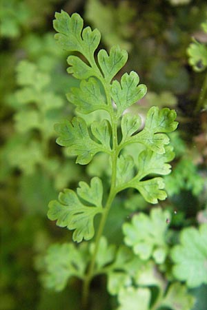 Anogramma leptophylla \ Dnnblttriger Nacktfarn / Jersey Fern, Mallorca/Majorca Torrent de Pareis 27.4.2011