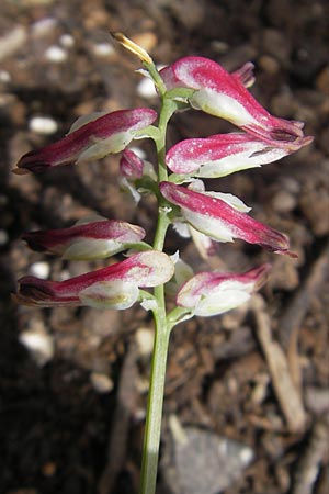 Fumaria flabellata \ Zerschlitzter Erdrauch / Southern Ramping Fumitory, Mallorca/Majorca Soller 23.4.2011