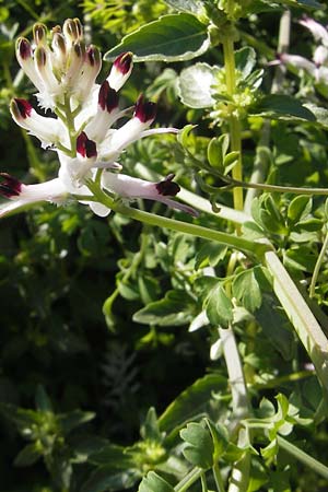 Fumaria capreolata \ Rankender Erdrauch / White Ramping Fumitory, Mallorca/Majorca Cala Pi 8.4.2012