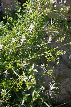 Fumaria capreolata / White Ramping Fumitory, Majorca Cala Pi 8.4.2012