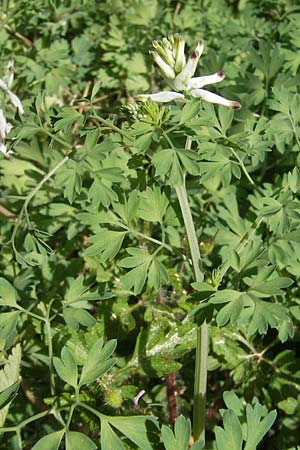 Fumaria flabellata \ Zerschlitzter Erdrauch / Southern Ramping Fumitory, Mallorca/Majorca Pollensa 11.4.2012