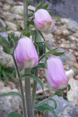 Digitalis minor \ Mallorca-Fingerhut / Mallorca Foxgloves, Mallorca/Majorca Torrent de Pareis 27.4.2011