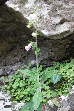 Digitalis minor \ Mallorca-Fingerhut / Mallorca Foxgloves, Mallorca/Majorca Torrent de Pareis 27.4.2011